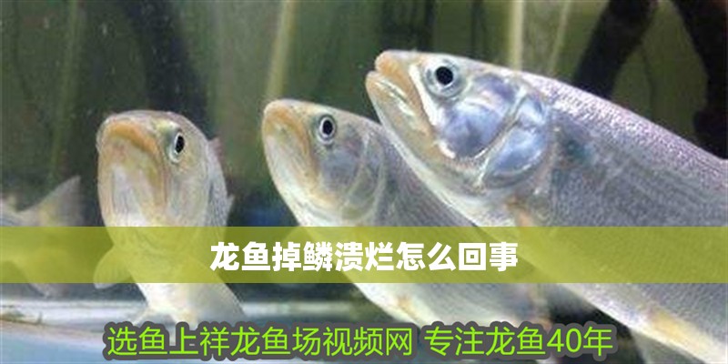 龍魚掉鱗潰爛怎么回事