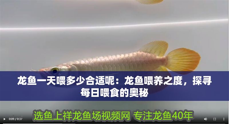 龍魚一天喂多少合適呢：龍魚喂養之度，探尋每日喂食的奧秘