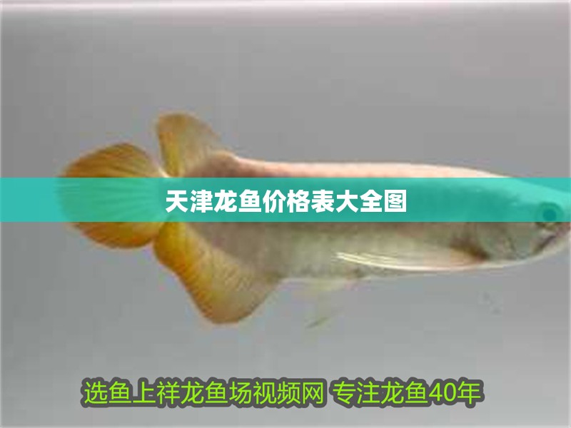 天津龍魚(yú)價(jià)格表大全圖