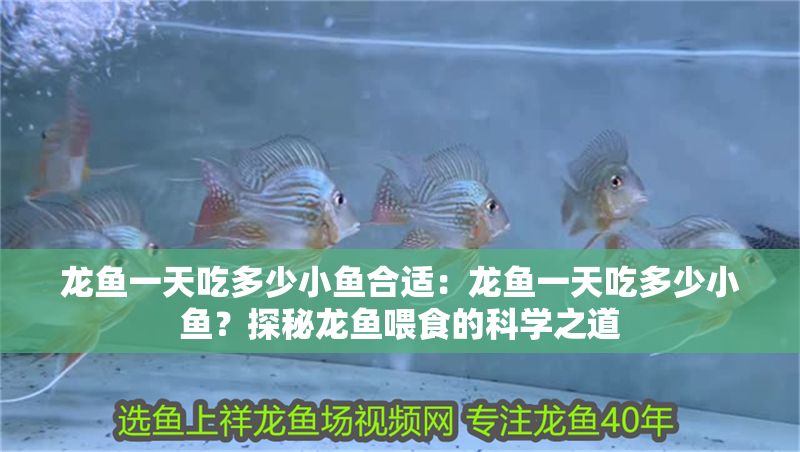 龍魚一天吃多少小魚合適：龍魚一天吃多少小魚？探秘龍魚喂食的科學之道