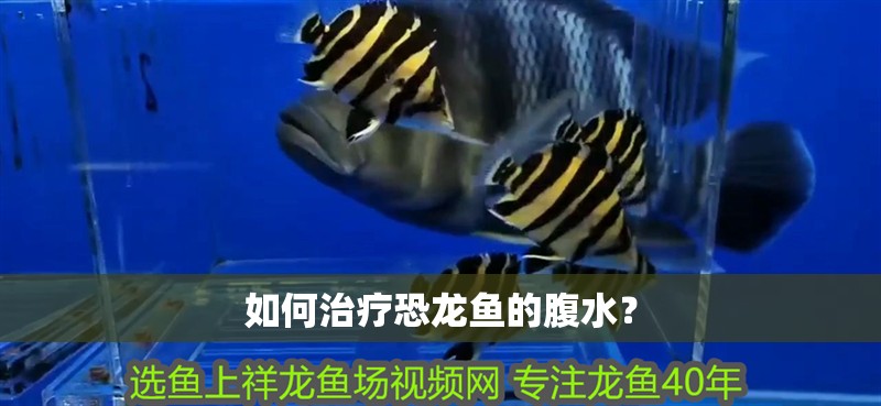 如何治療恐龍魚的腹水？