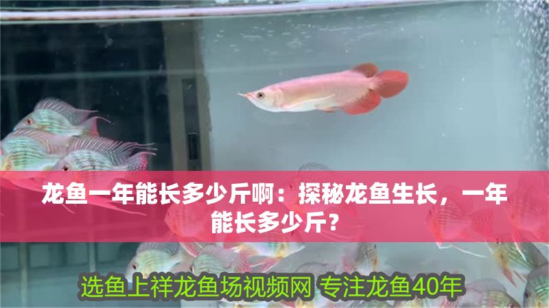 龍魚一年能長多少斤?。禾矫佚堲~生長，一年能長多少斤？