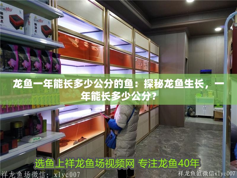 龍魚一年能長多少公分的魚：探秘龍魚生長，一年能長多少公分？