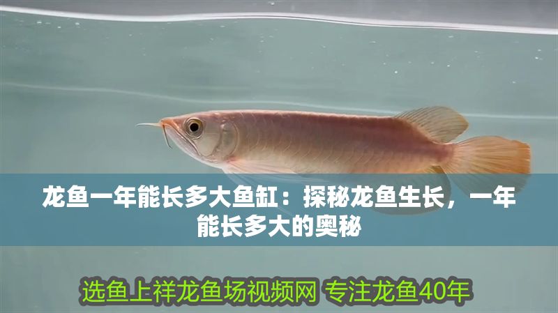 龍魚一年能長多大魚缸：探秘龍魚生長，一年能長多大的奧秘
