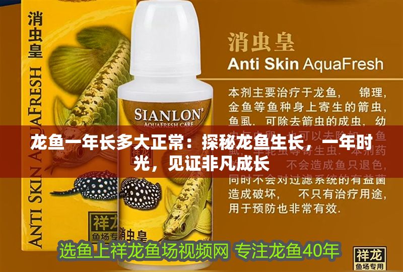 龍魚一年長多大正常：探秘龍魚生長，一年時(shí)光，見證非凡成長
