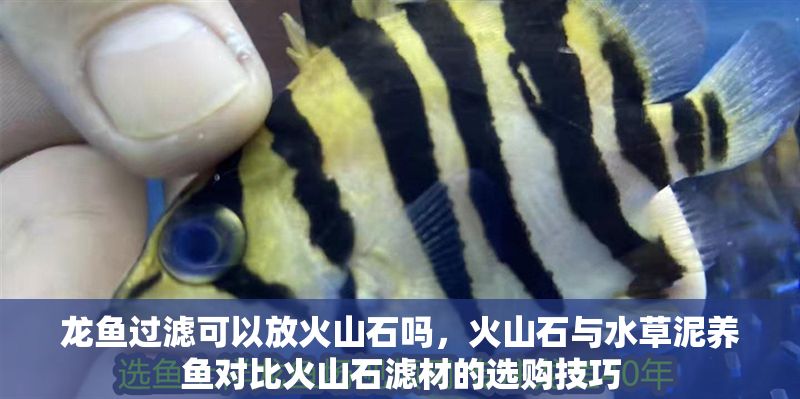 龍魚過濾可以放火山石嗎，火山石與水草泥養魚對比火山石濾材的選購技巧