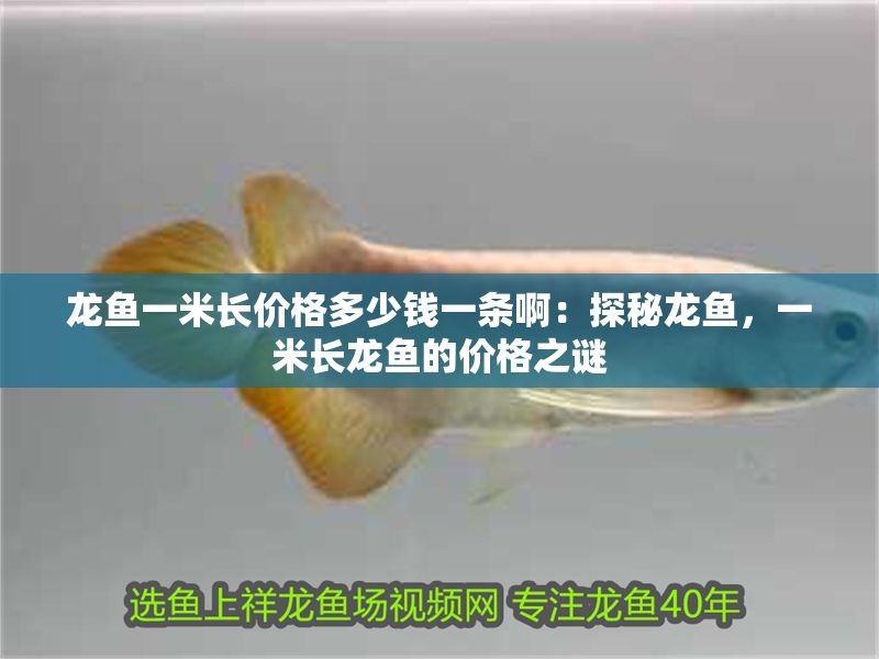 龍魚一米長價格多少錢一條啊：探秘龍魚，一米長龍魚的價格之謎