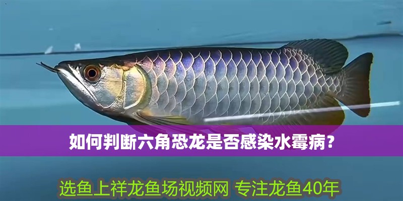 如何判斷六角恐龍是否感染水霉病？