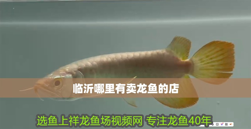 臨沂哪里有賣龍魚的店