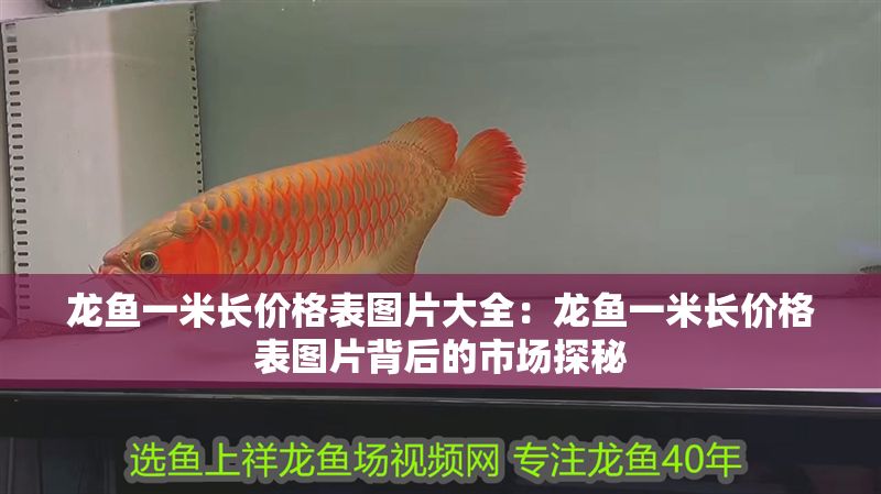 龍魚一米長價格表圖片大全：龍魚一米長價格表圖片背后的市場探秘