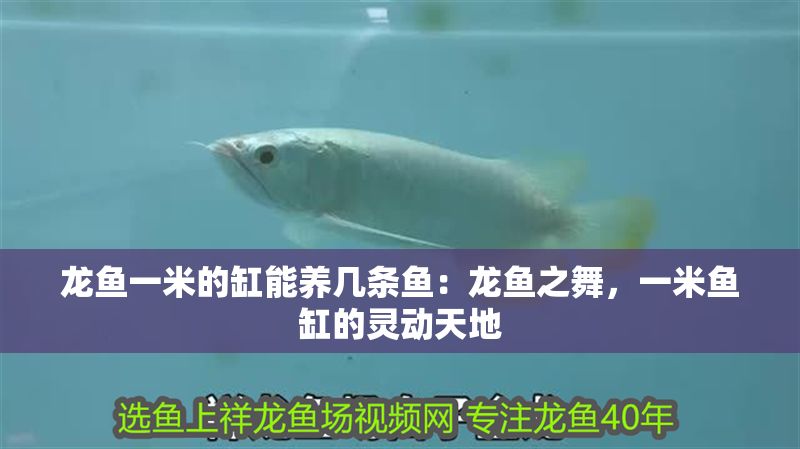 龍魚一米的缸能養(yǎng)幾條魚：龍魚之舞，一米魚缸的靈動(dòng)天地
