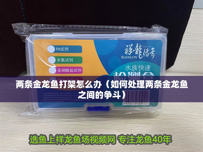 兩條金龍魚打架怎么辦（如何處理兩條金龍魚之間的爭斗）