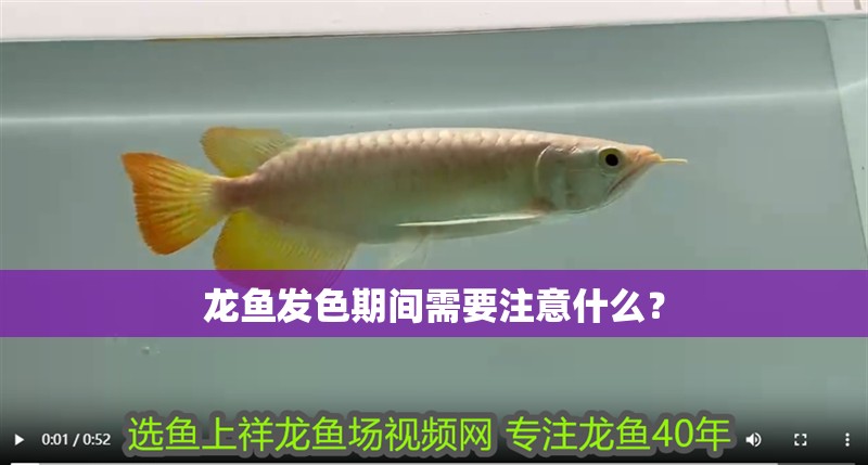 龍魚發(fā)色期間需要注意什么？