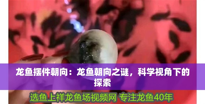 龍魚擺件朝向：龍魚朝向之謎，科學視角下的探索