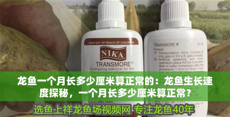 龍魚一個月長多少厘米算正常的：龍魚生長速度探秘，一個月長多少厘米算正常？