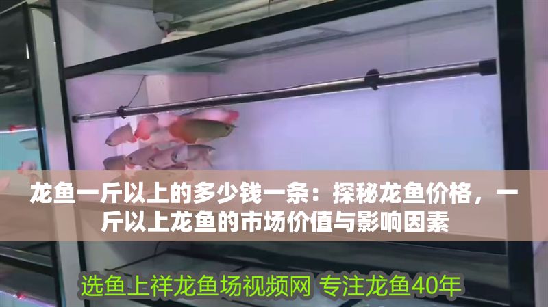 龍魚一斤以上的多少錢一條：探秘龍魚價格，一斤以上龍魚的市場價值與影響因素