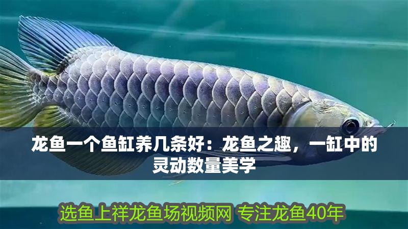 龍魚一個魚缸養幾條好：龍魚之趣，一缸中的靈動數量美學