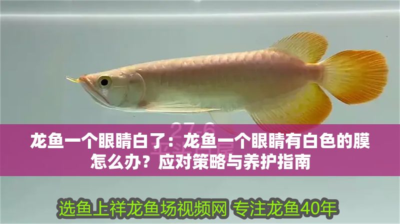 龍魚一個眼睛白了：龍魚一個眼睛有白色的膜怎么辦？應對策略與養護指南