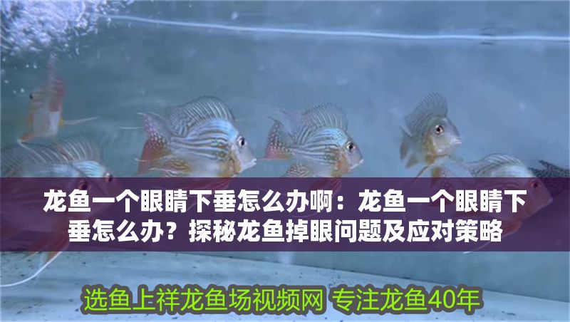 龍魚一個眼睛下垂怎么辦啊：龍魚一個眼睛下垂怎么辦？探秘龍魚掉眼問題及應對策略