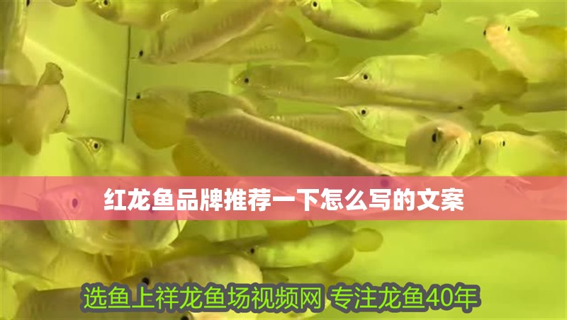 紅龍魚品牌推薦一下怎么寫的文案