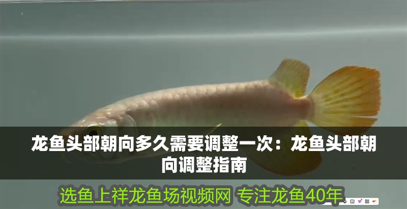 龍魚頭部朝向多久需要調整一次：龍魚頭部朝向調整指南