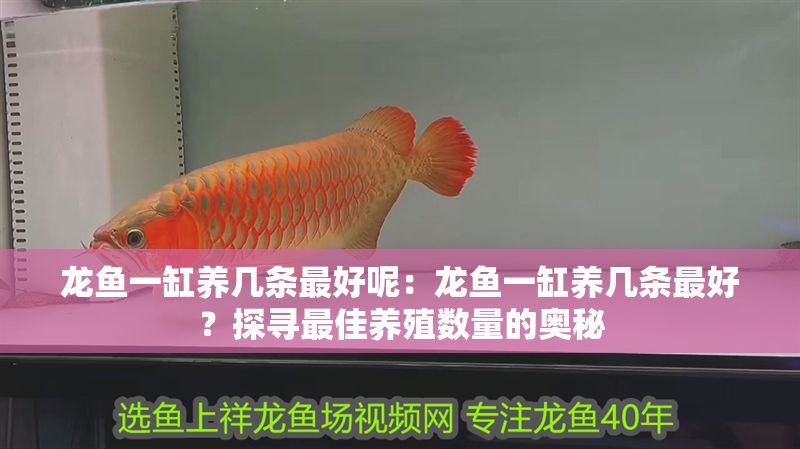 龍魚一缸養幾條最好呢：龍魚一缸養幾條最好？探尋最佳養殖數量的奧秘