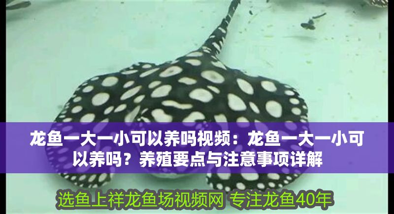 龍魚一大一小可以養嗎視頻：龍魚一大一小可以養嗎？養殖要點與注意事項詳解