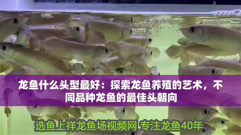 龍魚什么頭型最好：探索龍魚養(yǎng)殖的藝術(shù)，不同品種龍魚的最佳頭朝向
