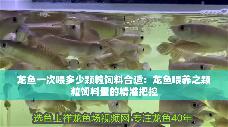 龍魚一次喂多少顆粒飼料合適：龍魚喂養(yǎng)之顆粒飼料量的精準(zhǔn)把控