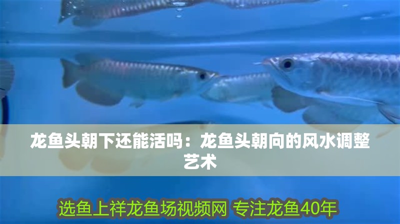 龍魚頭朝下還能活嗎：龍魚頭朝向的風(fēng)水調(diào)整藝術(shù)
