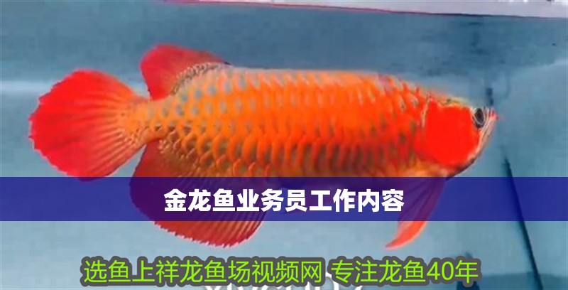 金龍魚業務員工作內容