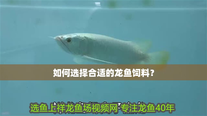 如何選擇合適的龍魚飼料？