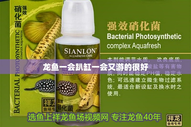 龍魚一會趴缸一會又游的很好