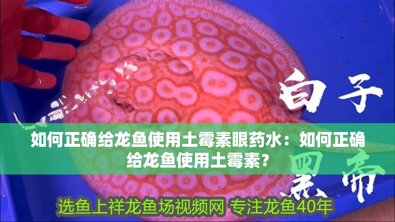 如何正確給龍魚使用土霉素眼藥水：如何正確給龍魚使用土霉素？