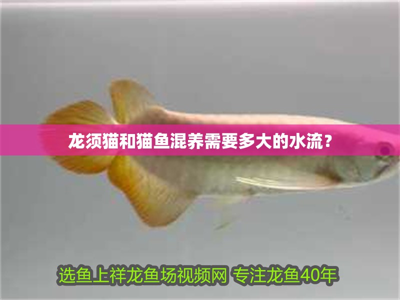 詳細(xì)閱讀:龍須貓和貓魚混養(yǎng)需要多大的水流? 龍須貓和貓魚混養(yǎng)需要多大的水流?