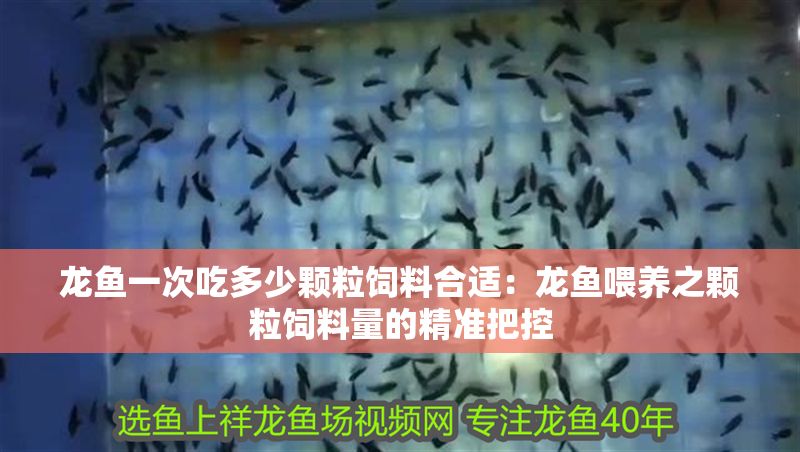 龍魚一次吃多少顆粒飼料合適：龍魚喂養(yǎng)之顆粒飼料量的精準(zhǔn)把控