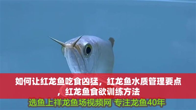 如何讓紅龍魚吃食兇猛，紅龍魚水質管理要點，紅龍魚食欲訓練方法