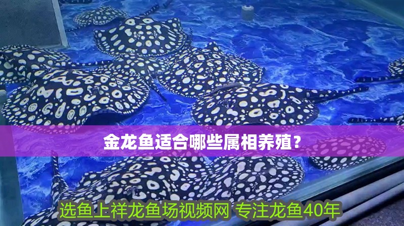 金龍魚適合哪些屬相養殖？