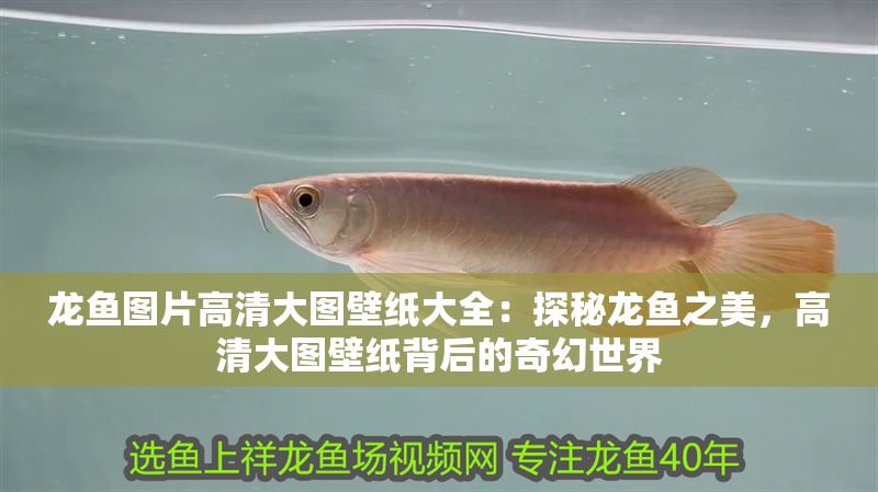龍魚圖片高清大圖壁紙大全：探秘龍魚之美，高清大圖壁紙背后的奇幻世界