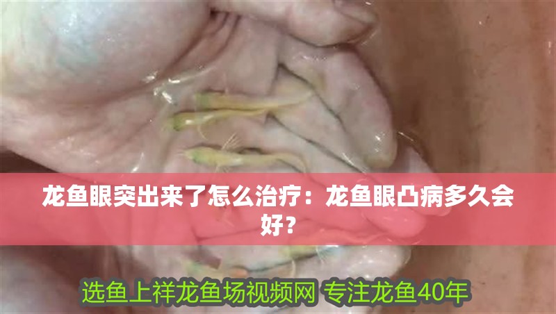 龍魚眼突出來了怎么治療：龍魚眼凸病多久會好？