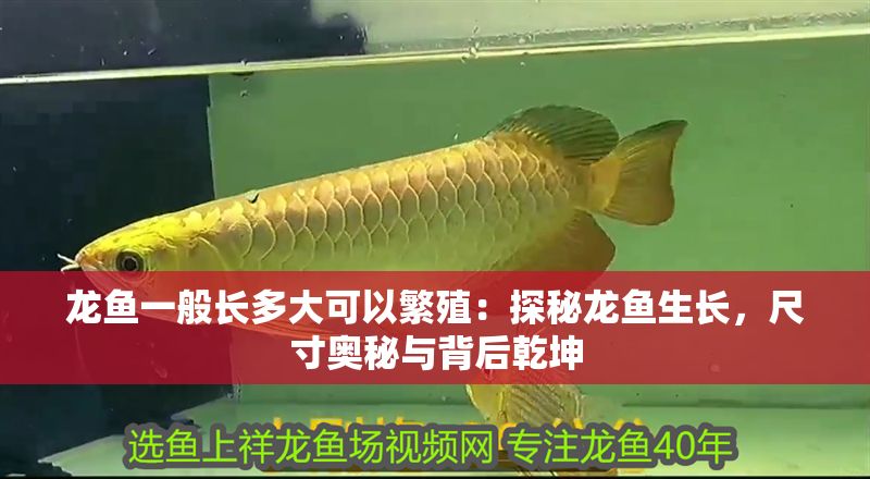 龍魚一般長多大可以繁殖：探秘龍魚生長，尺寸奧秘與背后乾坤