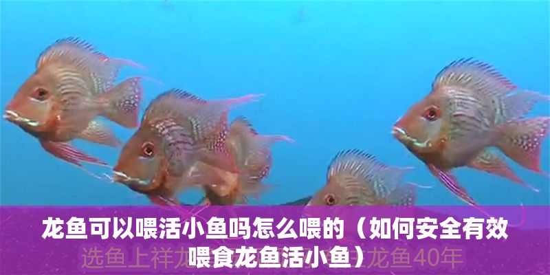 龍魚可以喂活小魚嗎怎么喂的（如何安全有效喂食龍魚活小魚）