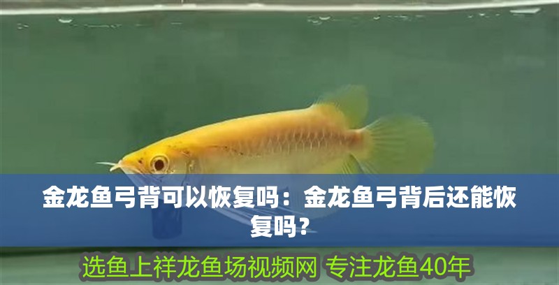 金龍魚弓背可以恢復嗎：金龍魚弓背后還能恢復嗎？