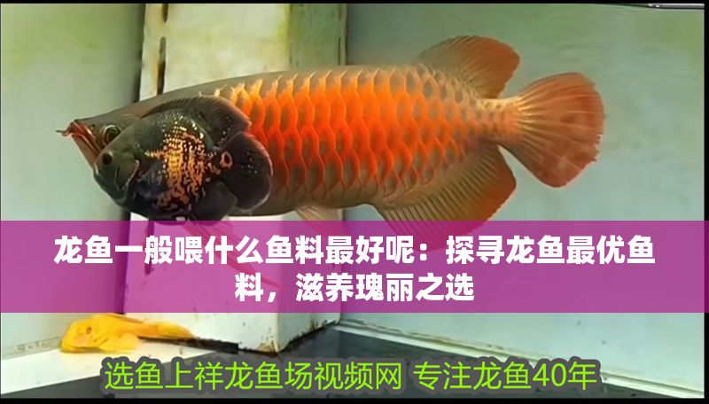 龍魚一般喂什么魚料最好呢：探尋龍魚最優魚料，滋養瑰麗之選