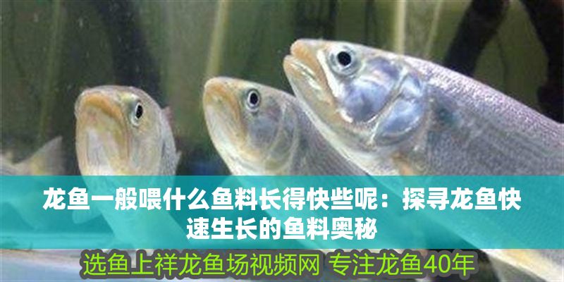 龍魚一般喂什么魚料長得快些呢：探尋龍魚快速生長的魚料奧秘