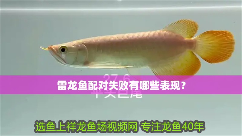 雷龍魚配對失敗有哪些表現？