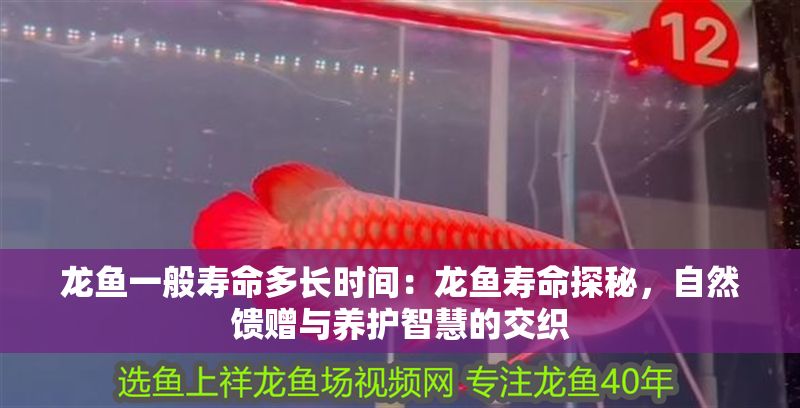 龍魚一般壽命多長時間：龍魚壽命探秘，自然饋贈與養護智慧的交織