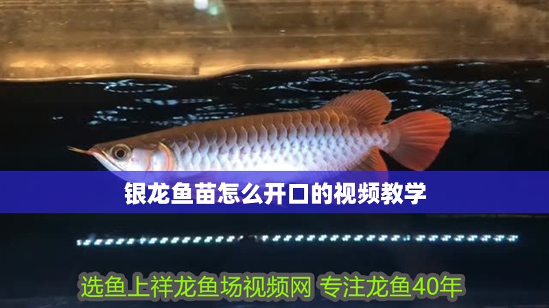 銀龍魚苗怎么開口的視頻教學