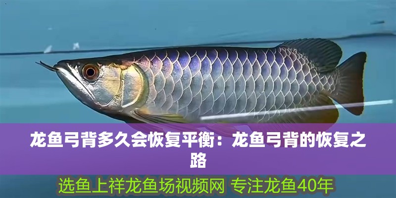 龍魚弓背多久會恢復(fù)平衡：龍魚弓背的恢復(fù)之路