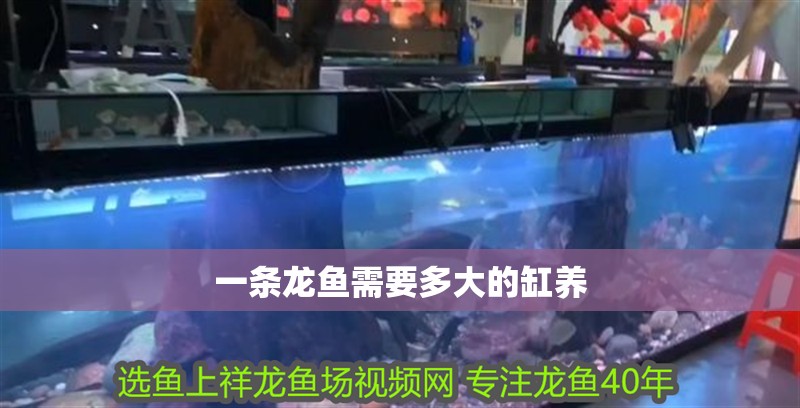 一條龍魚需要多大的缸養(yǎng)